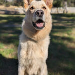 Living Free Animal Sanctuary dog of the week: Meet Nero