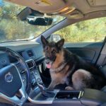 Dog trapped in running car rescued by AAA driver