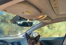 Dog trapped in running car rescued by AAA driver