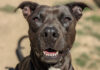 Living Free Animal Sanctuary dog of the week: Meet Monet