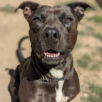 Living Free Animal Sanctuary dog of the week: Meet Monet