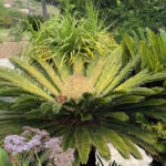 Toxic and poisonous plants are out in the landscape