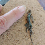 Glue traps pose risk to wildlife