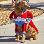 Four-legged furry friends celebrated at Dog Daze in Menifee