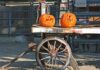 Farmy Farms celebrates Halloween with spooky fundraiser events