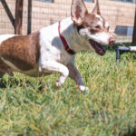 Living Free Animal Sanctuary dog of the week: Meet Buster Brown