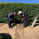 Department of Animal Services’ officers find trapped bobcat, remind residents wildlife traps are illegal