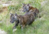 San Diego Zoo Safari Park celebrates public debut of two endangered Sumatran tiger cubs