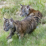 San Diego Zoo Safari Park celebrates public debut of two endangered Sumatran tiger cubs