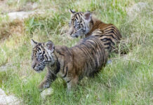 San Diego Zoo Safari Park celebrates public debut of two endangered Sumatran tiger cubs