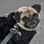 Camp Bow Wow shares pet safety tips for Halloween