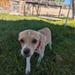 Living Free Animal Sanctuary dog of the week: Meet Maddy