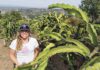 Wallace Ranch Dragon Fruit Farm grows dragon fruit in Bonsall