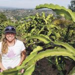 Wallace Ranch Dragon Fruit Farm grows dragon fruit in Bonsall