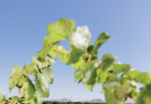 Wiens Cellars: Weaving Taste, Tradition, and Unforgettable Moments