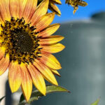 Insects and spiders enjoy mild Autumn days