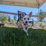 Living Free Animal Sanctuary dog of the week: Meet Marley