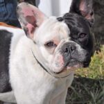 Free dog wellness clinic hosted by Animal Services to be held in Anza Nov. 15