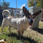 Living Free Animal Sanctuary dog of the week: Meet Cowboy