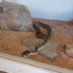 Rattlesnake season coming to an end in the Anza Valley