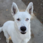 Living Free Animal Sanctuary dog of the week: Meet Pearl