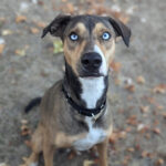 Living Free Animal Sanctuary dog of the week: Meet Kipi