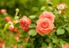 Rose Care FUNdamentals for November 2023 roses