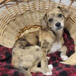 Ramona Humane Society is transitioning to a no-kill animal shelter