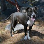 Living Free Animal Sanctuary dog of the week: Meet Julia