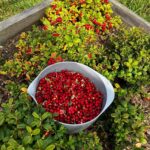 What gardening can teach us about living