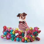 Top 10 holiday dangers for pets