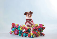 Top 10 holiday dangers for pets