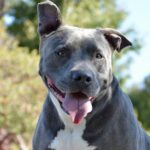 Living Free Animal Sanctuary dog of the week: Meet Bubba II