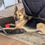 Saving your pet dog with CPR or the Heimlich maneuver