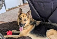 Saving your pet dog with CPR or the Heimlich maneuver