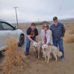 Dogs reunited with owners