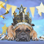 Riverside County Animal Services urges pet safety for New Year’s Eve