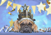 Riverside County Animal Services urges pet safety for New Year’s Eve