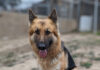 Living Free Animal Sanctuary dog of the week: Meet Athena