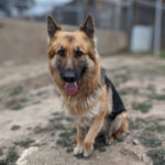 Living Free Animal Sanctuary dog of the week: Meet Athena