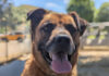 Living Free Animal Sanctuary dog of the week: Meet Rusty