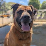 Living Free Animal Sanctuary dog of the week: Meet Rusty