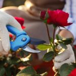 Rose Care FUNdamentals for January 2024