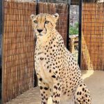 Wild Wonders mourns the loss of cheetah ambassador Hasani