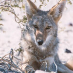 Coyote breeding season poses threats to pets