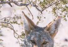 Coyote breeding season poses threats to pets