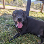 Living Free Animal Sanctuary dog of the week: Meet Marbles