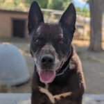 Living Free Animal Sanctuary dog of the week: Meet Titus