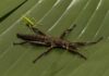 San Diego Zoo Wildlife Alliance working to conserve critically endangered Lord Howe Island stick insect