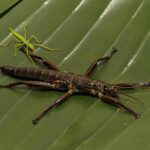 San Diego Zoo Wildlife Alliance working to conserve critically endangered Lord Howe Island stick insect